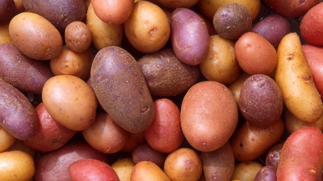 The Perfect Pair: Discovering the Best Potato Companion Plants
