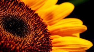 From Cabbage Worms to Sunflower Harvest: A Garden’s Journey