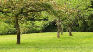 From Soil to Plate: Unleashing Nature’s Bounty with Organic Gardening