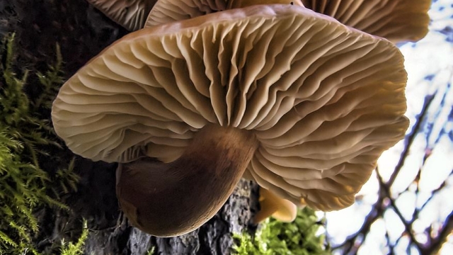 From Spores to Harvest: Unleashing the Magic of Mushroom Cultivation