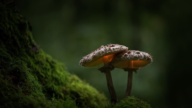 Fungi Fun: Unveiling the Secrets of Successful Mushroom Growing