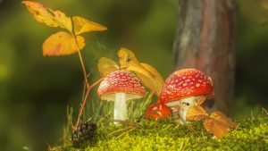 Mushroom Magic: Unveiling the Secrets to Successful Fungal Farming