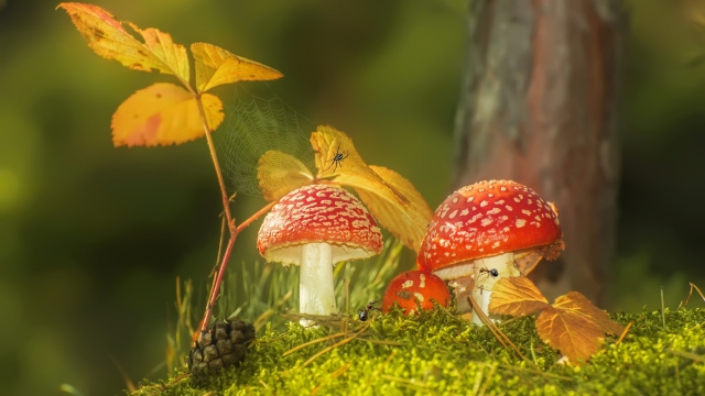 Mushroom Magic: Unveiling the Secrets to Successful Fungal Farming