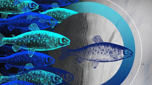 Revolutionizing the Waters: The Future of Aquaculture Technology