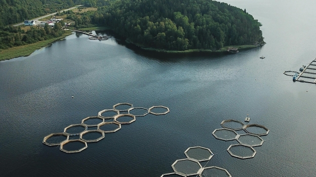 Revolutionizing the Waters: The Future of Aquaculture Technology