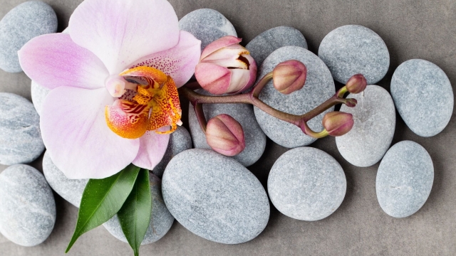 Revitalize Your Soul: The Magic of Spa Treatments Unveiled