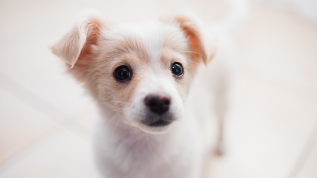Understanding Ethical Breeding Principles and Guidelines